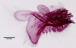 Branchinecta brushi image