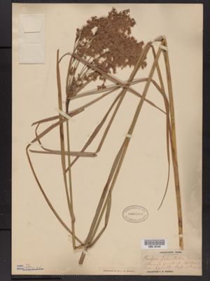 Scirpus pedicellatus image