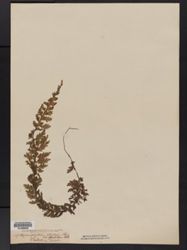 Hymenophyllum ciliatum image