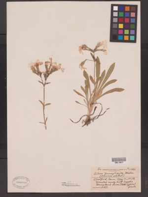 Silene caroliniana ssp. pensylvanica image