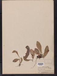 Elaphoglossum cubense image