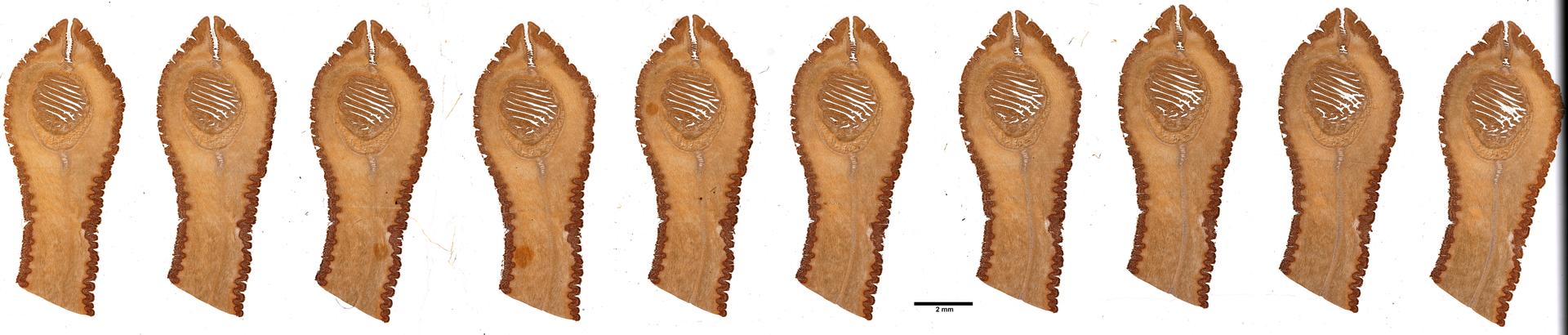 Euborlasia nigrocincta image