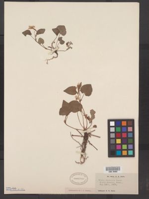 Viola rostrata image