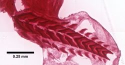 Flabellina gracilis image