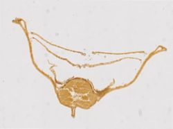 Limulus polyphemus image