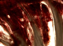 Polymastia infrapilosa image