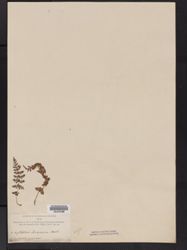 Cystopteris tasmanica image