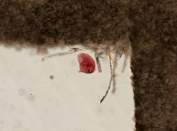 Trypetesa lateralis image