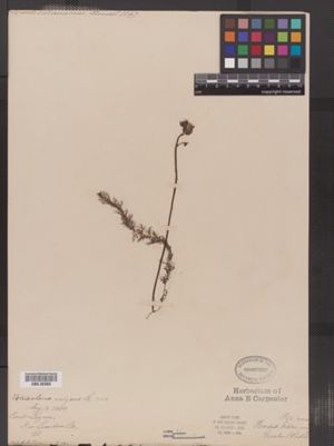 Image of Utricularia vulgaris