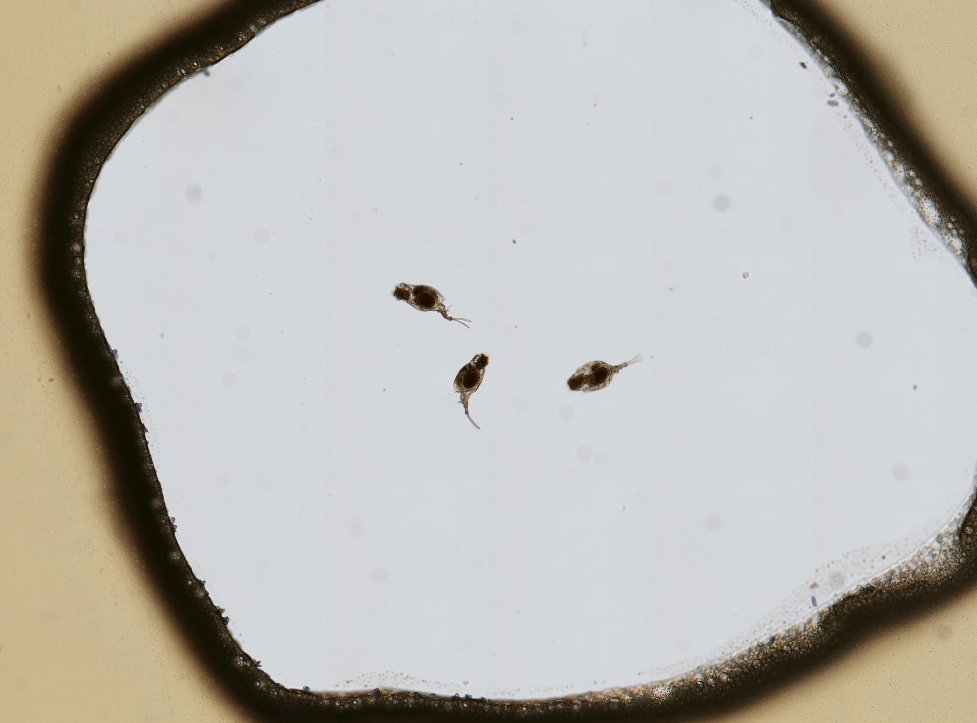 Trichotriidae image