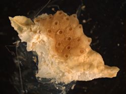 Cosciniopsis lonchaea image
