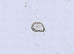 Phoronis psammophila image