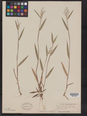 Dichanthelium oligosanthes var. oligosanthes image