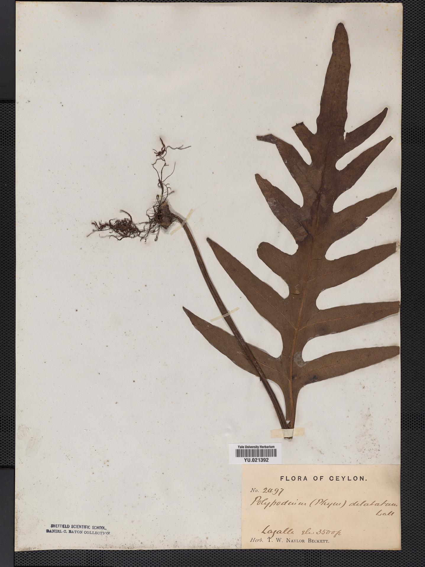 Parapolystichum effusum subsp. dilatata image