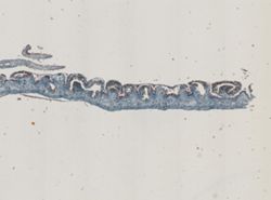 Stylochus ellipticus image