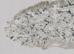 Clathria juniperina image