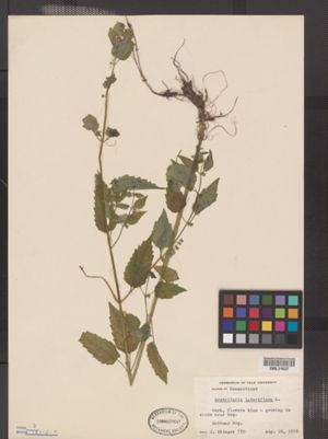 Image of Scutellaria lateriflora