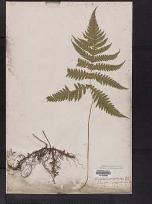 Dryopteris polypodioides image
