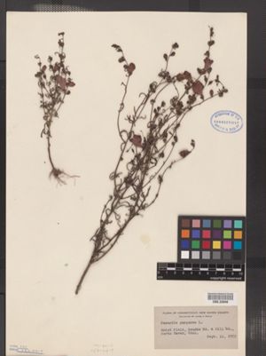 Image of Agalinis purpurea