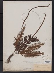 Trichomanes elegans image