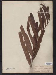 Acrostichum aureum image