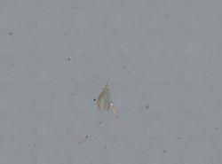 Pomatiopsis lapidaria image