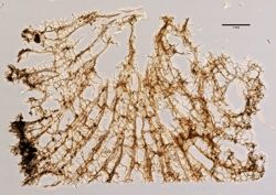 Amphimedon nanaspiculata image