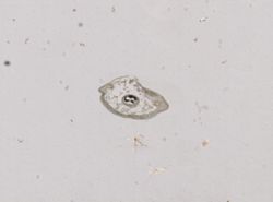 Chuniella lanceolata image
