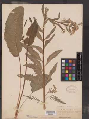 Image of Armoracia rusticana