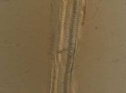 Cipangopaludina lecythoides image