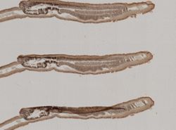 Cephalothrix spiralis image