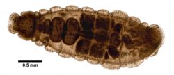 Xironodrilus pulcherrimus image