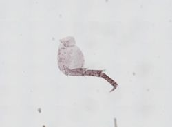 Hyalella azteca image