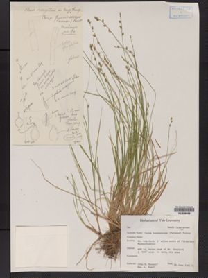 Carex beunnescens image