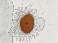 Enantia spinifera image