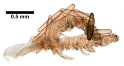 Acanella arbuscula image