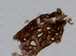 Clathrina coriacea image