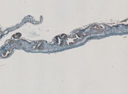 Stylochus ellipticus image