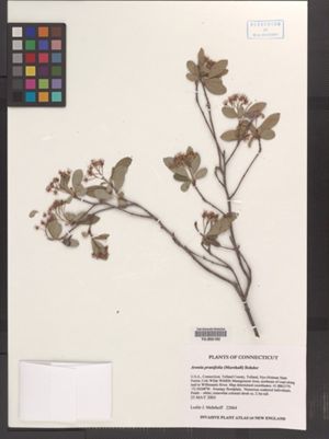 Image of Amelanchier prunifolia