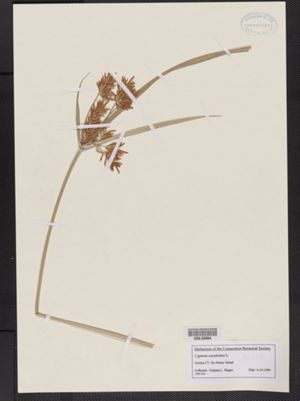 Cyperus esculentus image