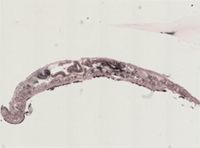 Euplana gracilis image