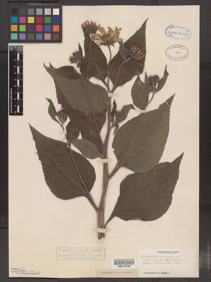 Helianthus tuberosus image