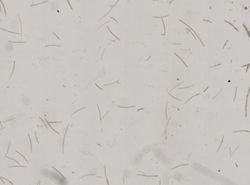 Myrmekioderma granulatum image