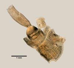 Amphiporus bimaculatus image