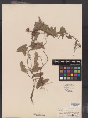 Calystegia sepium var. pubescens image