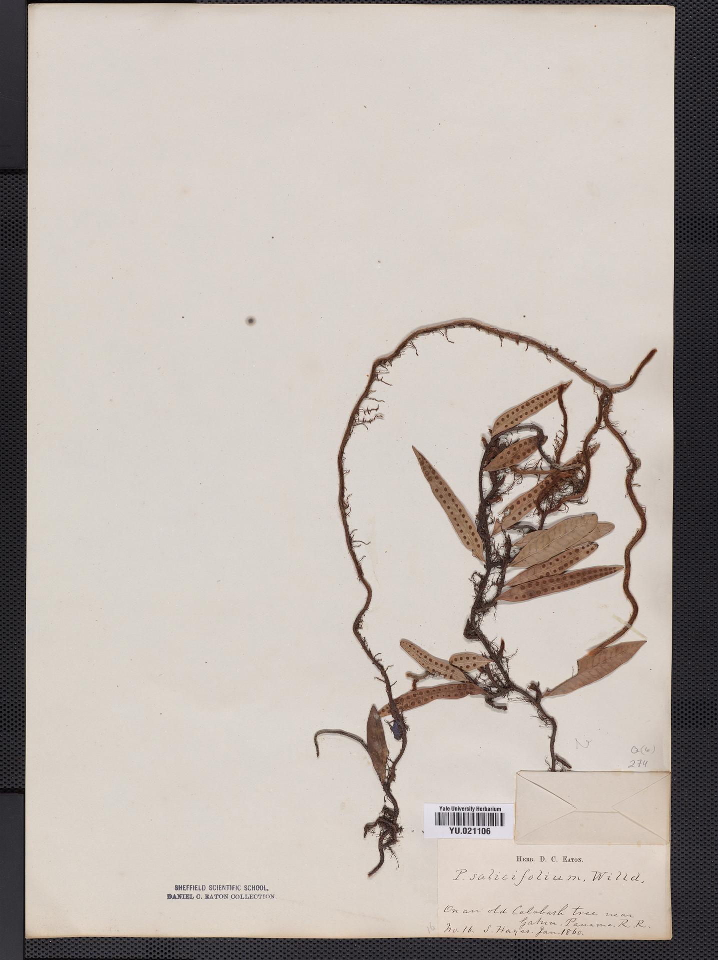 Lomariopsis salicifolia image