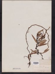 Image of Lomariopsis salicifolia