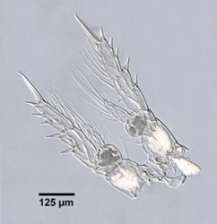 Temora longicornis image