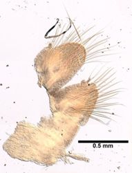 Nephtys ciliata image