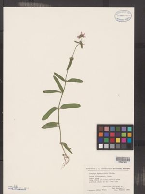 Image of Stachys hyssopifolia